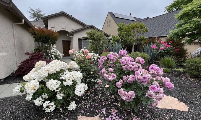 Napa Casa | Napa Yountville Luxury - Open Concept - Outdoor Living