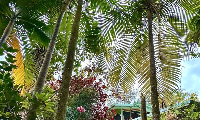 Leilani Estates Casa | Native Roots Nest ~ Jungle Suite