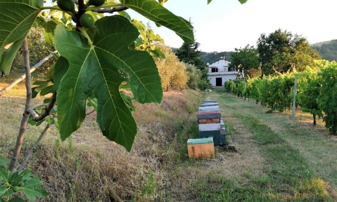 Pieve Salutare Cama Y Desayuno | Naturaliterre BnB - Microfattoria