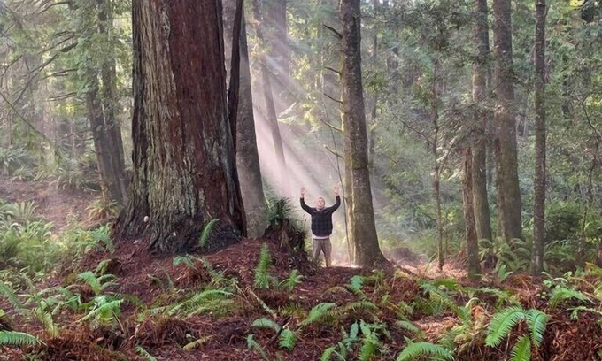 Fort Bragg Cabina | Nature Retreat - 2 private cabins in a magical Redwood forest with ocean views