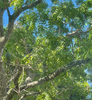 Nuwaragam Palatha Central Cabina | Nature's Hideaway
