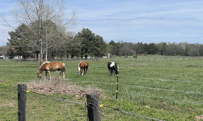 Smyrna Casa | New family & pet friendly Farmhouse*Equine retreat*Allen House centrally located