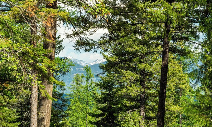 Whitefish Cabina | New listing! Beautiful Whitefish property
