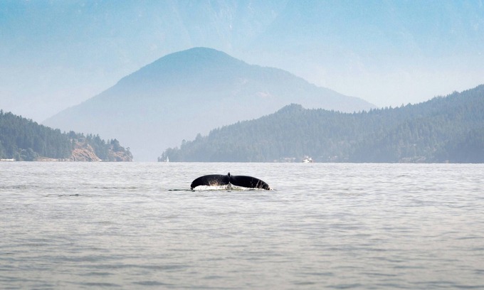 Chemainus Casa | * NEW* Seaside Getaway | Sleeps 10 | 1 hr to Victoria! | Book now for 2026!