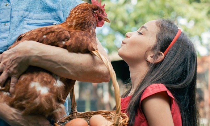 Cary Cabaña | NO CLEANING FEE! - Longer Stay Discounts! Backyard Chickens!