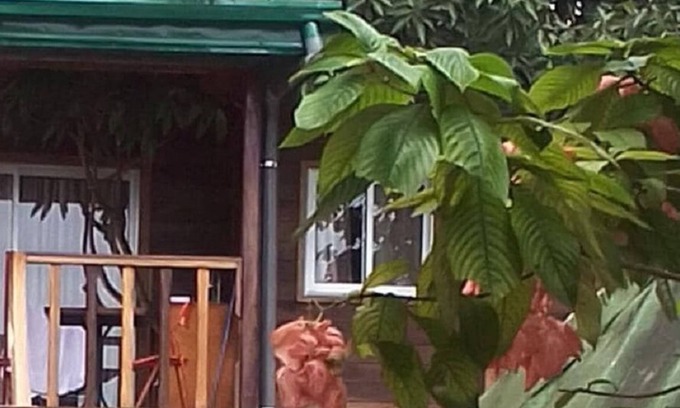 Kribi Cabina | Noah's hut in a hundred-year-old mango tree