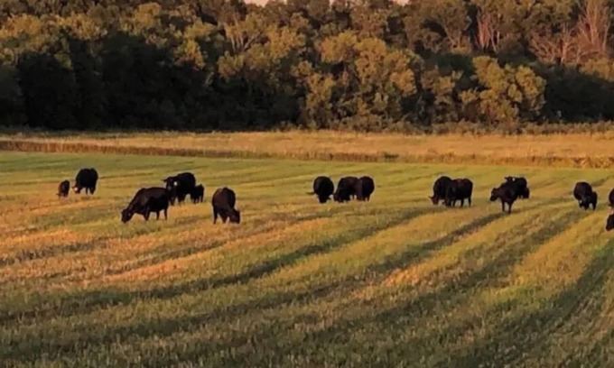 Fillmore County Otro | Oak Meadow Farmhouse