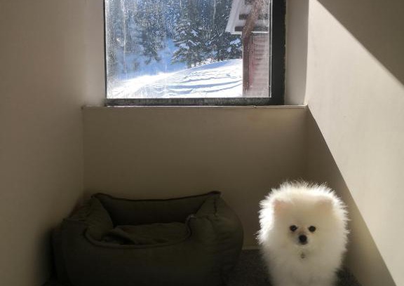Osmangazi Casa | OKSIJEN ZONE PET HOTEL SPA Only Pet