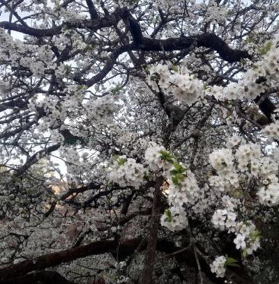 Naina Range Casa | Onces Upon A Forest, Pangot,Nainital 4BR Homeyhuts