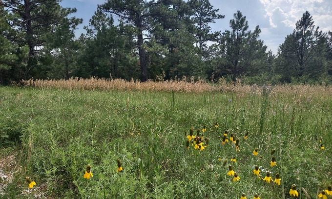 Rosebud Cabina | One of two rustic cabins nestled in Rosebud Sicangu Lakota Oyate pine forest.