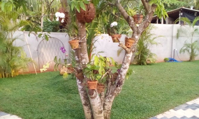 Bentota Cama Y Desayuno | Orchid Dream