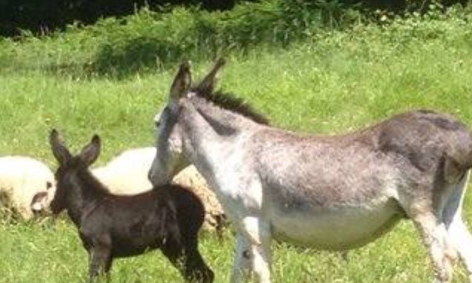Massaguel Casa | Casita ecológica Ferme la combe MASSSAGUEL