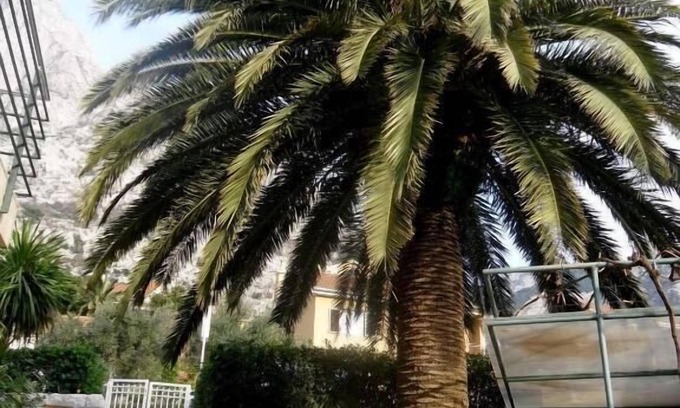 Kotor Apartamento | Palma Apartments