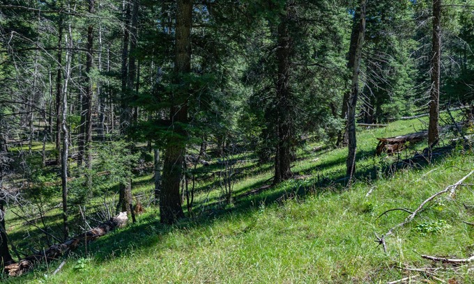 Cloudcroft Cabina | "Peace & Quiet", Nature's Retreat, 50 yds from Trailhead, Wildlife Galore