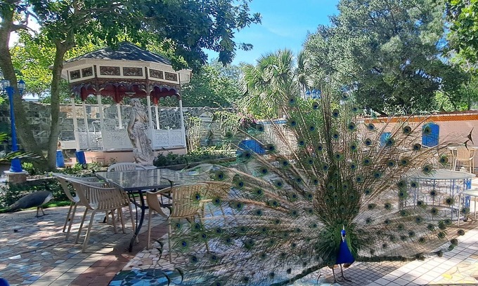 Fort Pierce Casa | Peacock Estate: botanical gardens, art galleries, 1min to downtown, 5 to beach