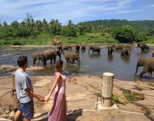 Pinnawala Cama Y Desayuno | Peacock Village Pinnawala - Offer Alert! Elephant Welfare Program
