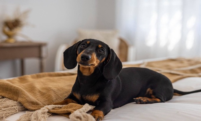 Coffs Harbour Apartamento | Pet-Friendly, Designer Studio, Convenient Location