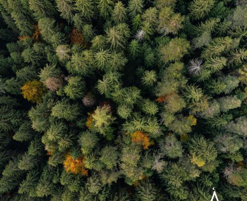 Bossico Otro | Placàt Eco Camping nel bosco