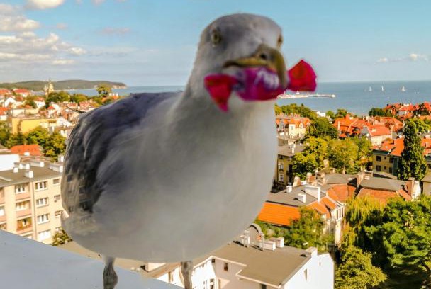 Karlikowo Casa | Pokoje przy plaży z widokiem na morze
