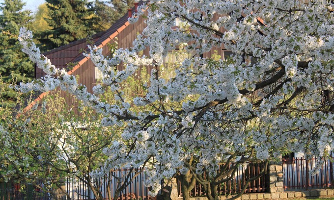 Statenice Cabaña | Prague 13 mins by bus. Rural Cottage for 2 up to 45 Guests