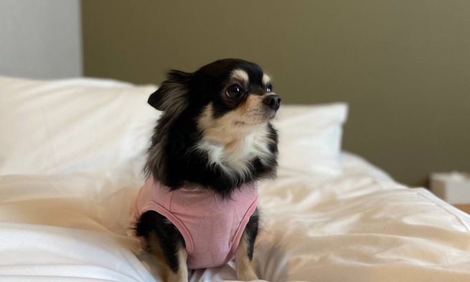 Kitahorie Hotel | Private room Dog friendly twin room Bath t / Osaka Ōsaka