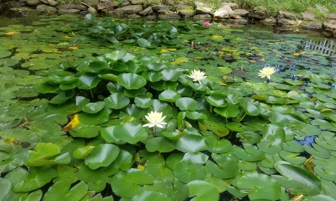 Wayne Casa | Quiet, Family-friendly Abode on Indy's Westside with a Tranquil backyard pond!