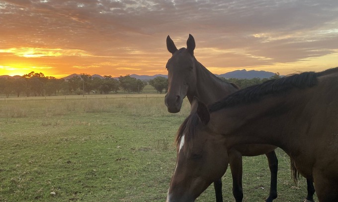 Duri Otro | Quiet Relaxing Farm Stay Close to Tamworth NSW… Pet friendly :)