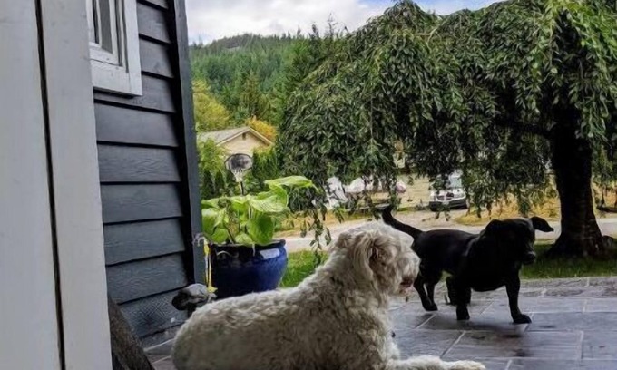 Squamish Casa | Quiet Squamish Home/5 bdrms/3 bthrms /2 kitchens Chief Views.