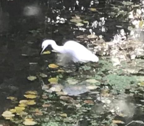 Asse-le-Riboul Apartamento | Réveil aux chants des oiseaux