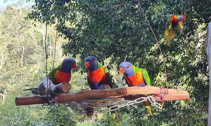 Upper Orara Cama Y Desayuno | Rainforest Retreat