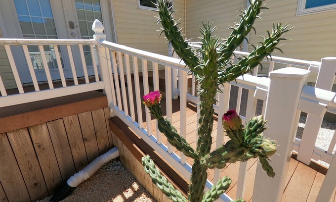 Long Neck Casa | RANCH WITH CACTUSES