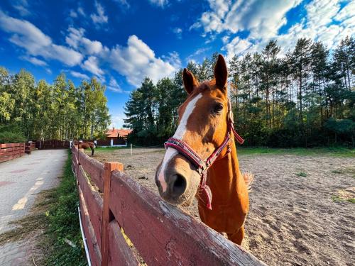 gmina Płoniawy-Bramura Apartamento | Rancho 12 Dębów