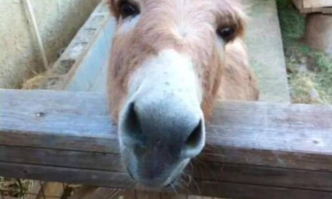 Oak View Casa | Relaxing views, next door to the trail. Views, Sauna, jacuzzi, pool & donkeys.