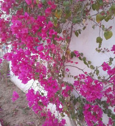 Douz Apartamento | Residence Nour douz