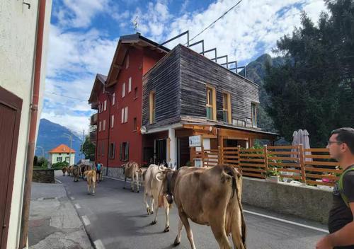 Pedesina Apartamento | Residence Valgerola