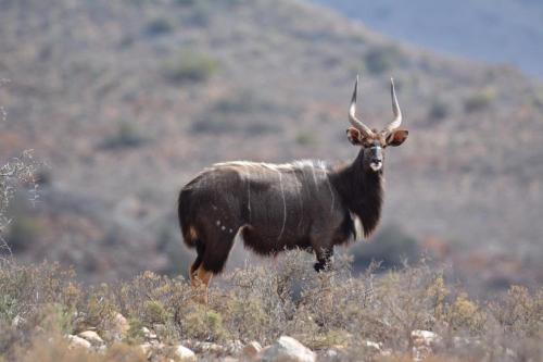 Kannaland Casa | Riverstone Game Farm
