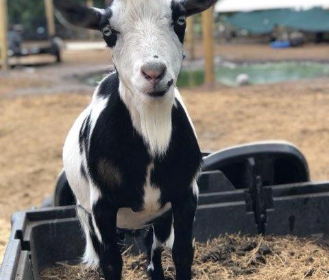 Putnam Hall Otro | Rooterville Animal Sanctuary Luxury Glamping