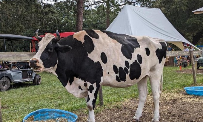 Putnam Hall Casa | Rooterville Animal Sanctuary