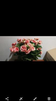 Bac Ninh Apartamento | Rose house