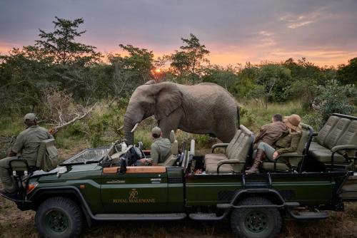 Thorny Bush Game Reserve Cabina | Royal Malewane