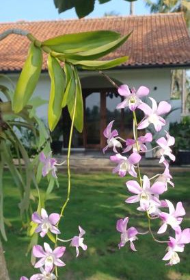Cijulang Casa | Rumah Markisa Batukaras