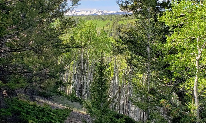 Cimarron Alquiler De RV | RV Lot nestled in the Aspens!
