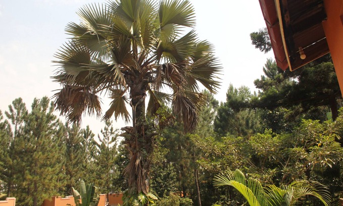 Masindi Otro | Saltek Forest cottages