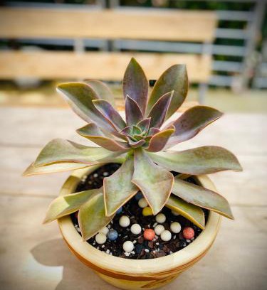 Sa Pa Cabina | Sapa Succulent Garden Homestay