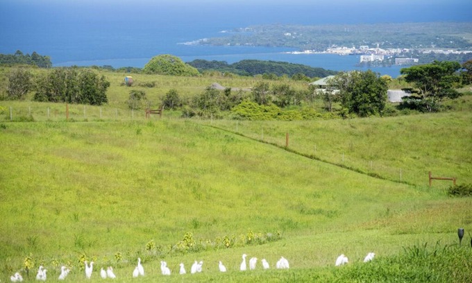 Hilo Casa | Serena Villa Ecologica a 15 minutos de Hilo