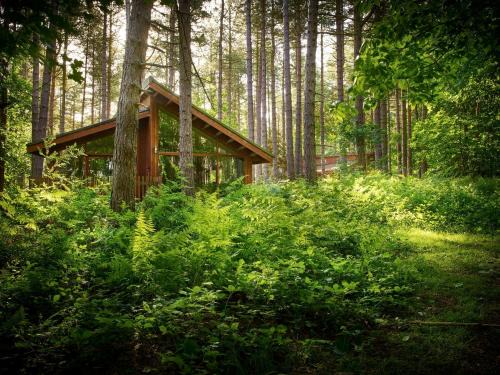 Clipstone Complejo | Sherwood Forest Cabins - Forest Holidays