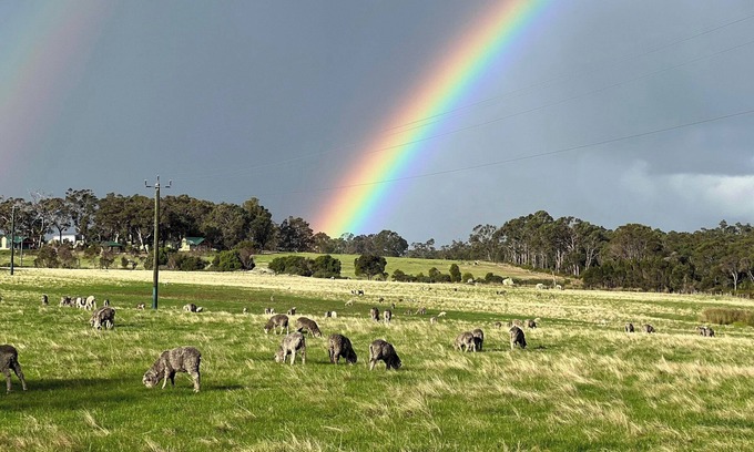 Bow Bridge Otro | Southern Grazing - Working Farm