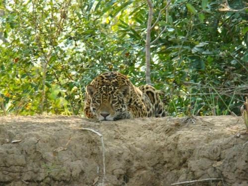 Nhecolandia Apartamento | Spot Jaguar Pantanal South Lodgen wild Jaguar Tour