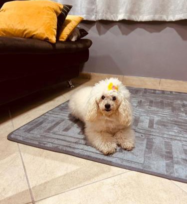 Floresta Casa | Studio in Joinville, piscina - Pet Friendly
