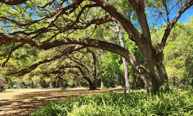 Candler Casa | SuiteHome among the Oaks.